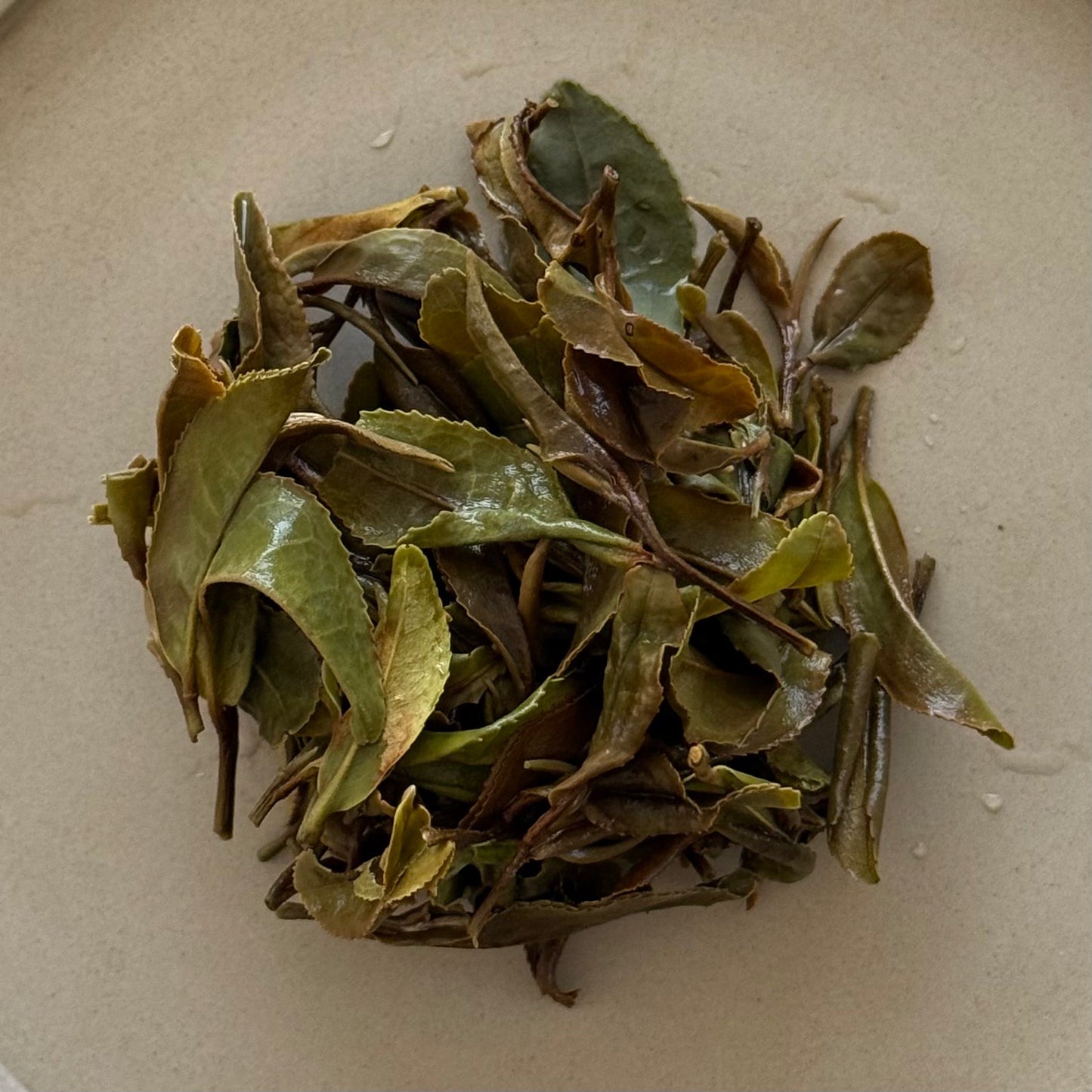 🆕WHITE 白茶 在来