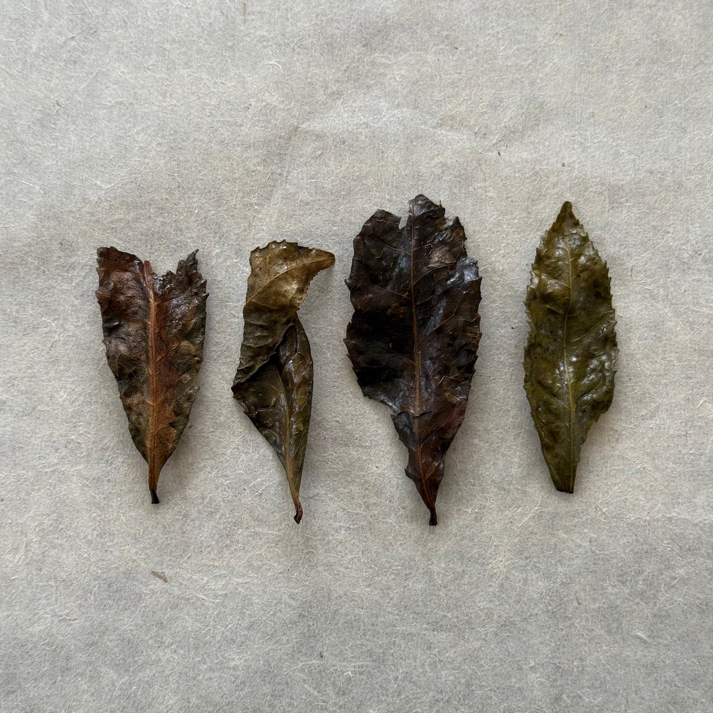 BANCHA　美作番茶（非焙煎）